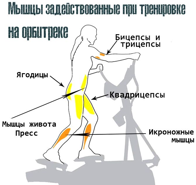 Какие мышцы качаются при беге. Эллипсоидный тренажер группы мышц. Эллиптический тренажер группы мышц. Эллиптический тренажер какие мышцы задействованы. Эллипсоид группы мышц.